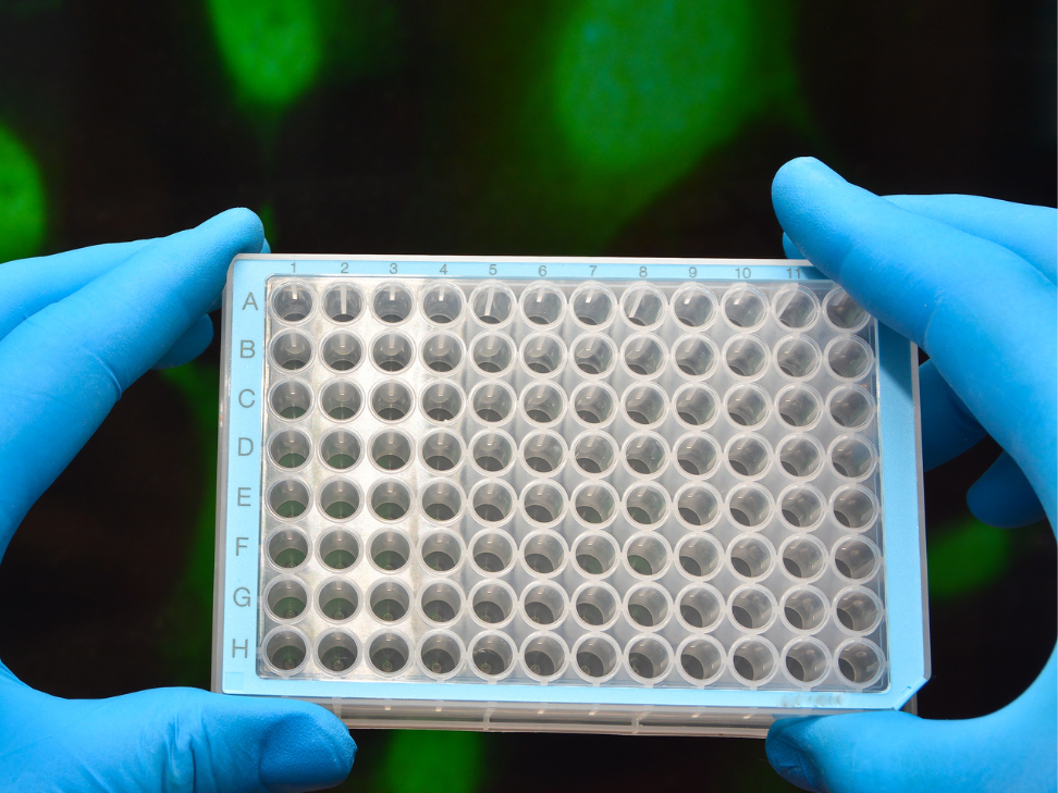 CleanX 96-Well Plate